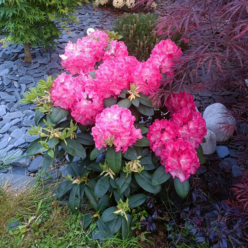Rhododendron Germania (Porto)