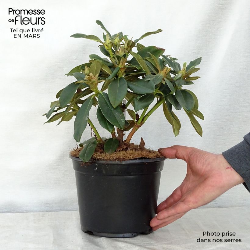 Rhododendron yakushimanum Golden Torch Vaso da 3L/4L esemplare consegnato in primavera