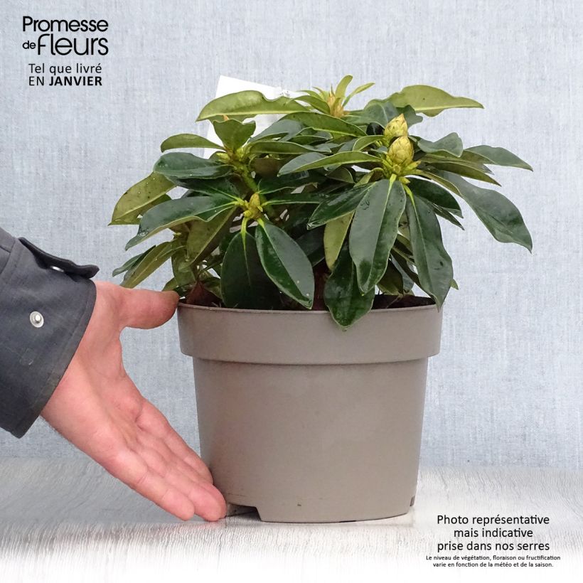 Rhododendron yakushimanum Golden Torch Vaso da 3L/4L esemplare consegnato in inverno