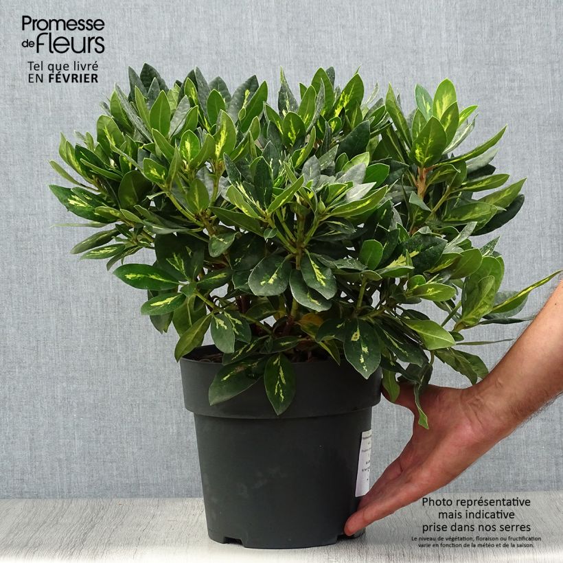 Esemplare di Rhododendron Goldflimmer Vaso da 3L/4L come consegnato in autunno