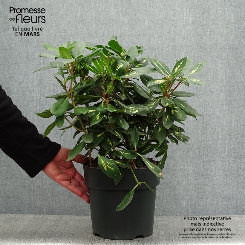 Rhododendron Goldflimmer Vaso da 3L/4L esemplare consegnato in primavera
