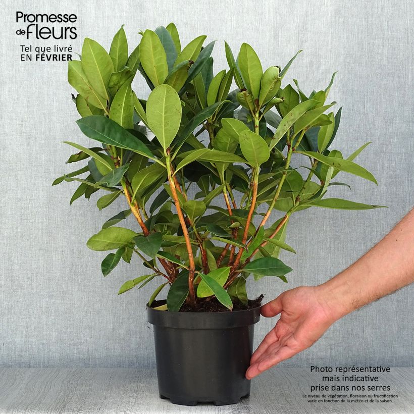 Esemplare di Rhododendron Gomer Waterer Vaso da 3L/4L come consegnato in autunno