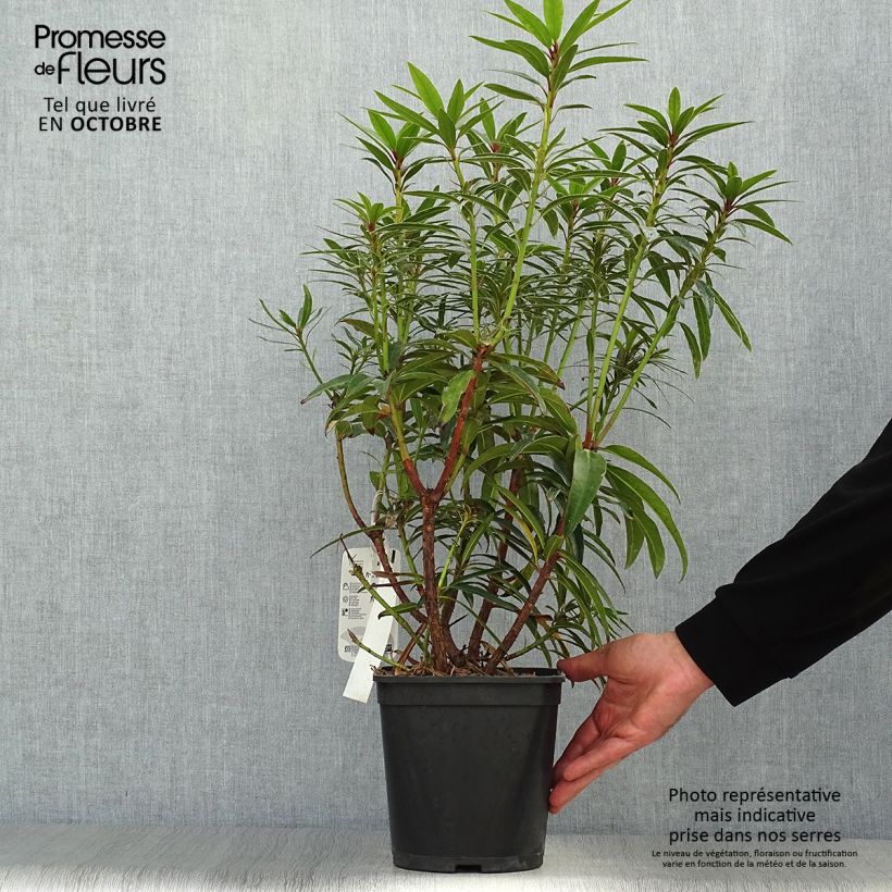 Esemplare di Rhododendron Rhododendron Graziella Vaso da 3L/4L come consegnato in autunno