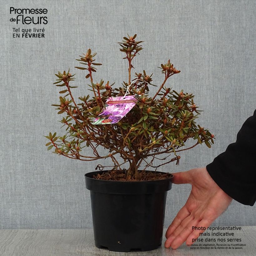 Rhododendron Gristede - Rododendro nano Vaso da 2L/3L esemplare consegnato in inverno