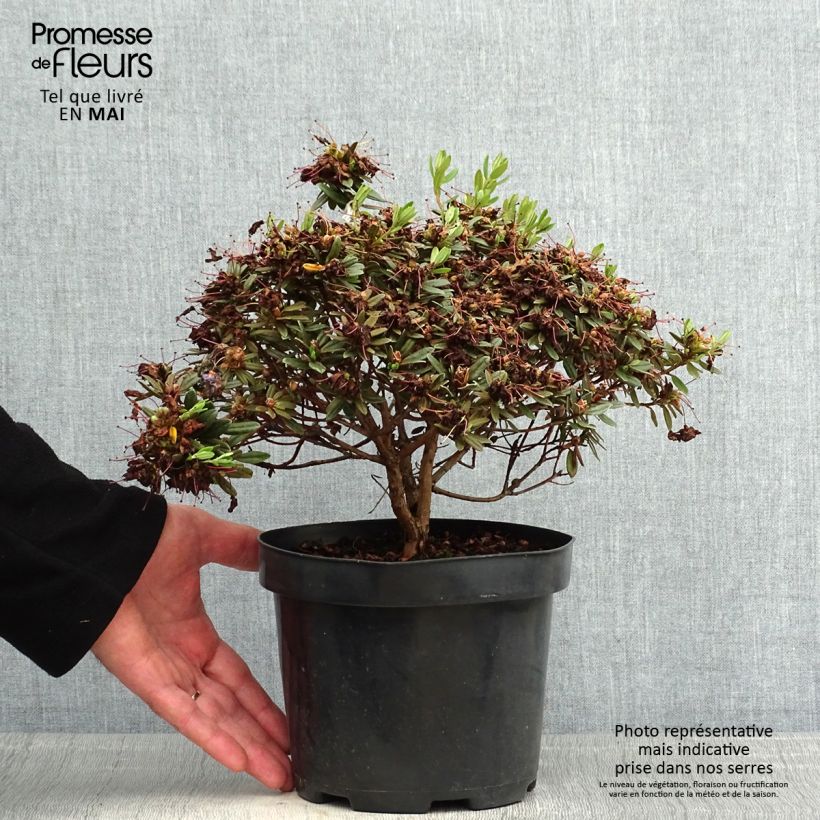 Rhododendron Gristede - Rododendro nano Vaso da 2L/3L esemplare consegnato in primavera