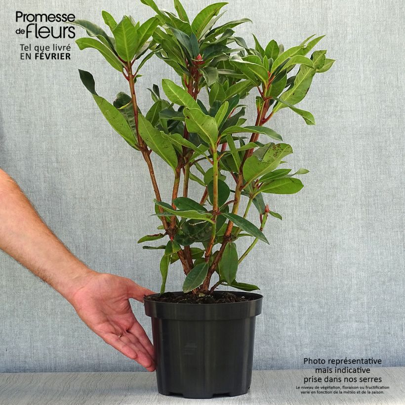 Esemplare di Rhododendron Halfdan Lem Vaso da 4L/5L come consegnato in autunno