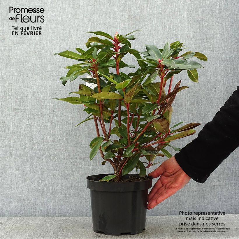 Rhododendron Halfdan Lem Vaso da 4L/5L esemplare consegnato in inverno