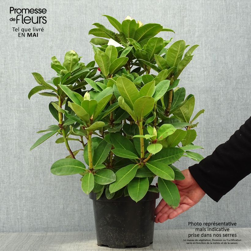 Rhododendron Halfdan Lem Vaso da 4L/5L esemplare consegnato in primavera