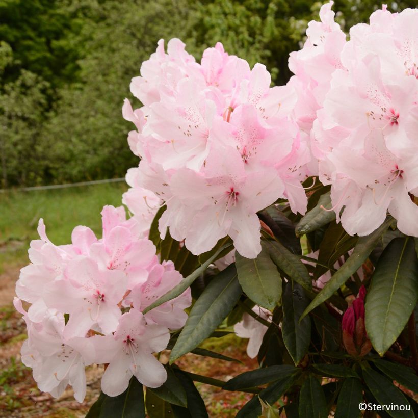 Rhododendron Halopeanum (Fioritura)