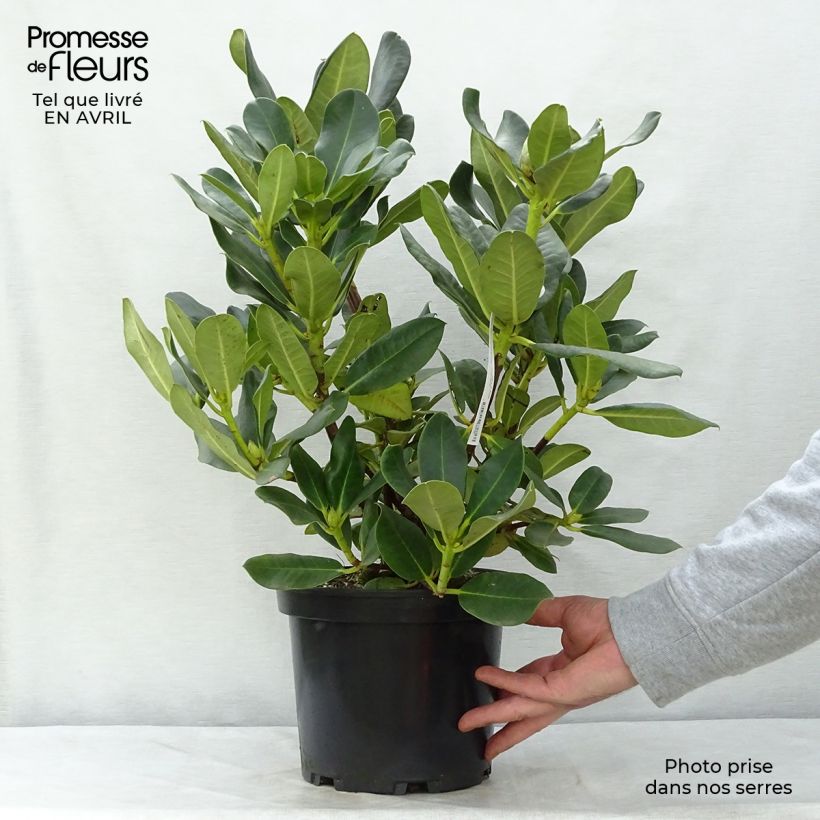 Rhododendron Horizon Monarch Vaso da 4L/5L esemplare consegnato in primavera