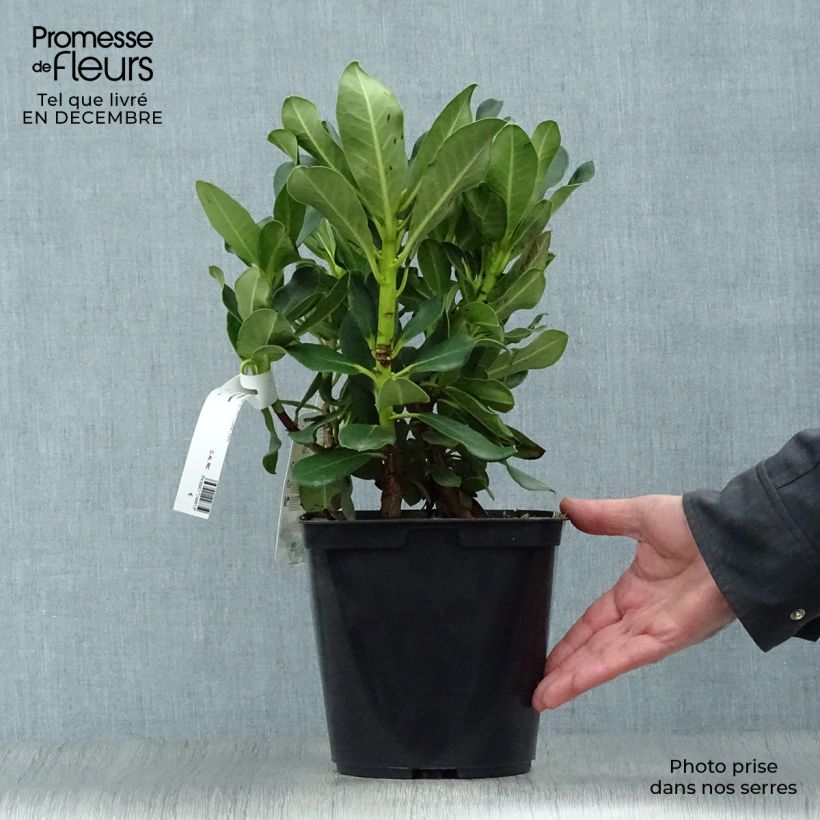 Rhododendron Horizon Monarch Vaso da 4L/5L esemplare consegnato in inverno