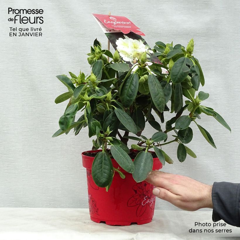 Rhododendron INKARHO Bellini Vaso da 4L/5L esemplare consegnato in inverno