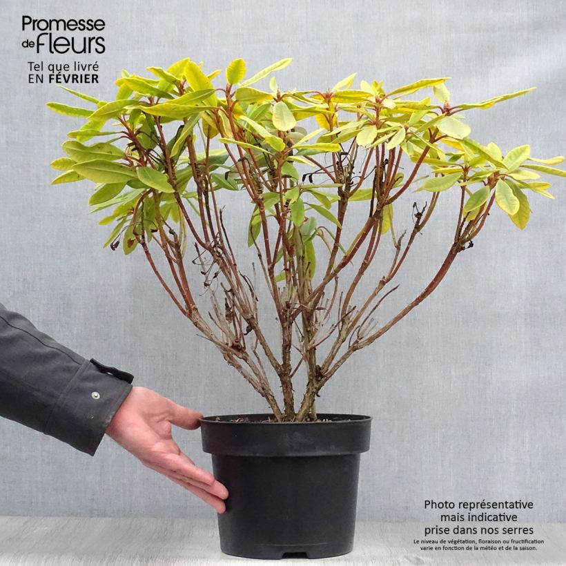 Rhododendron INKARHO Bernstein Vaso da 4L/5L esemplare consegnato in inverno