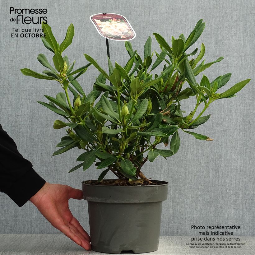 Esemplare di Rhododendron INKARHO Bernstein Vaso da 4L/5L come consegnato in autunno