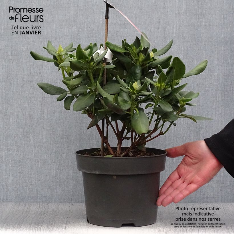 Rhododendron INKARHO Brasilia Vaso da 4L/5L esemplare consegnato in inverno