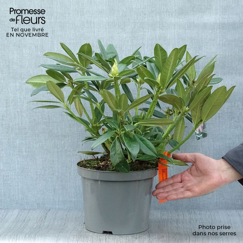 Esemplare di Rhododendron INKARHO Brigitte Vaso da 4L/5L come consegnato in autunno