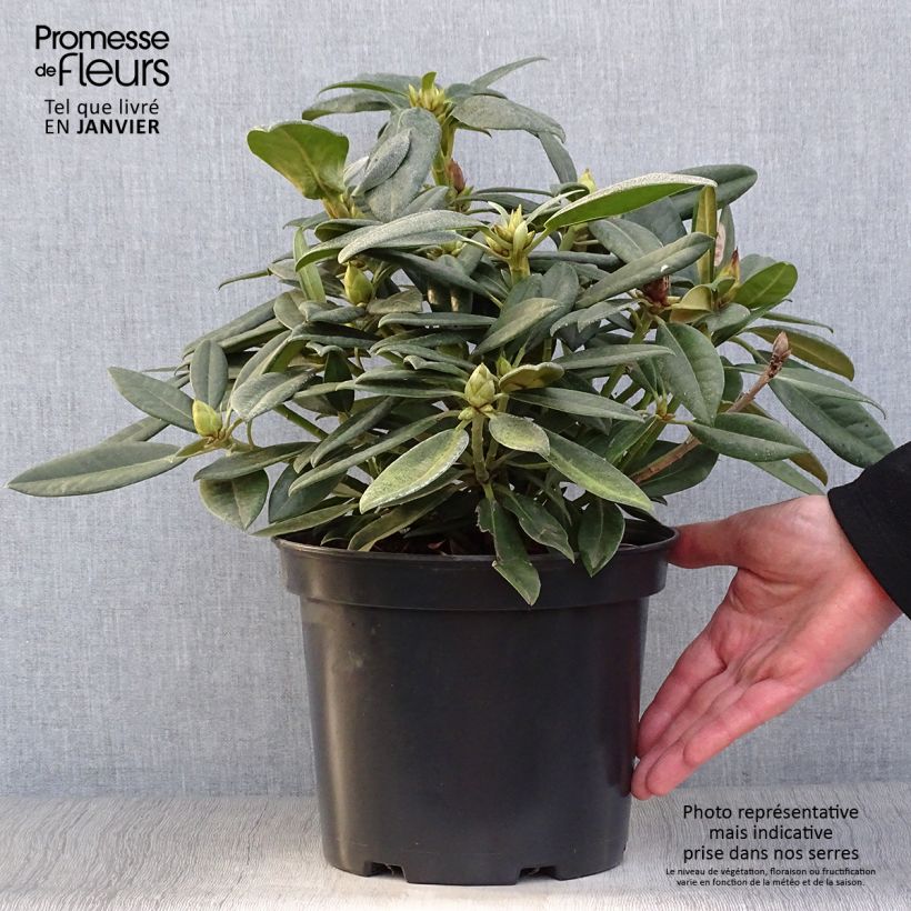 Rhododendron INKARHO Brigitte Vaso da 4L/5L esemplare consegnato in inverno