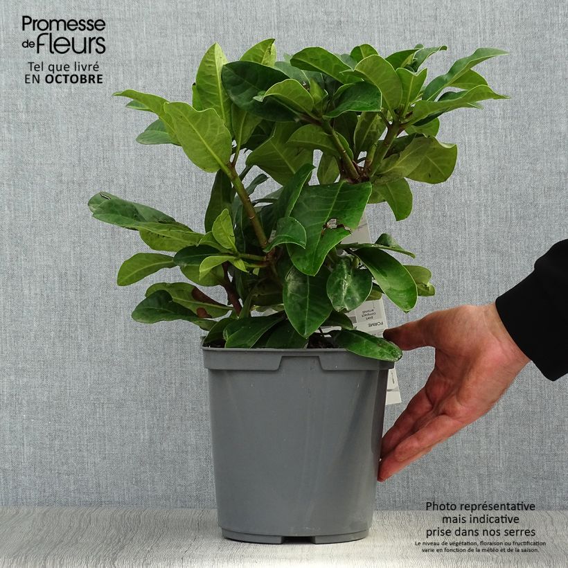 Esemplare di Rhododendron INKARHO Furnivall's Daughter. Vaso da 3L/4L come consegnato in autunno