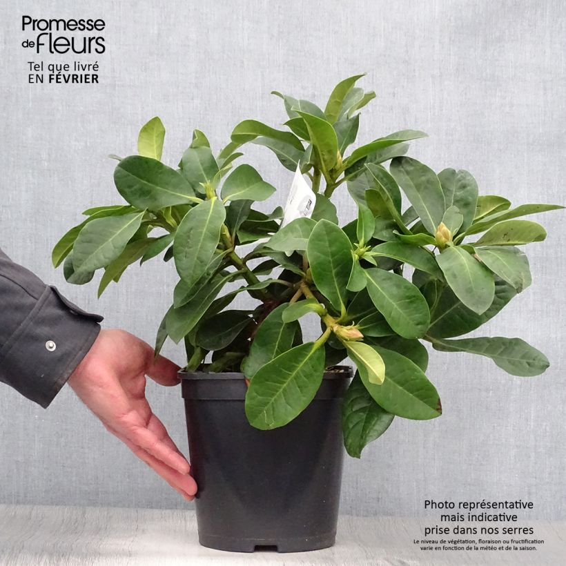 Rhododendron INKARHO Furnivall's Daughter. Vaso da 3L/4L esemplare consegnato in inverno