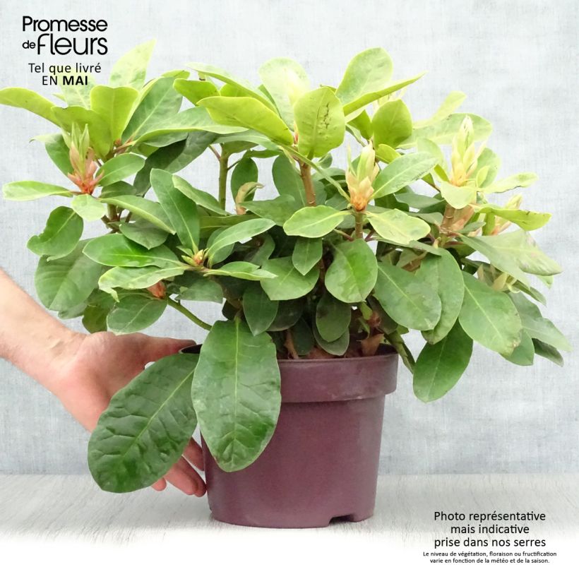 Rhododendron INKARHO Furnivall's Daughter. Vaso da 3L/4L esemplare consegnato in primavera