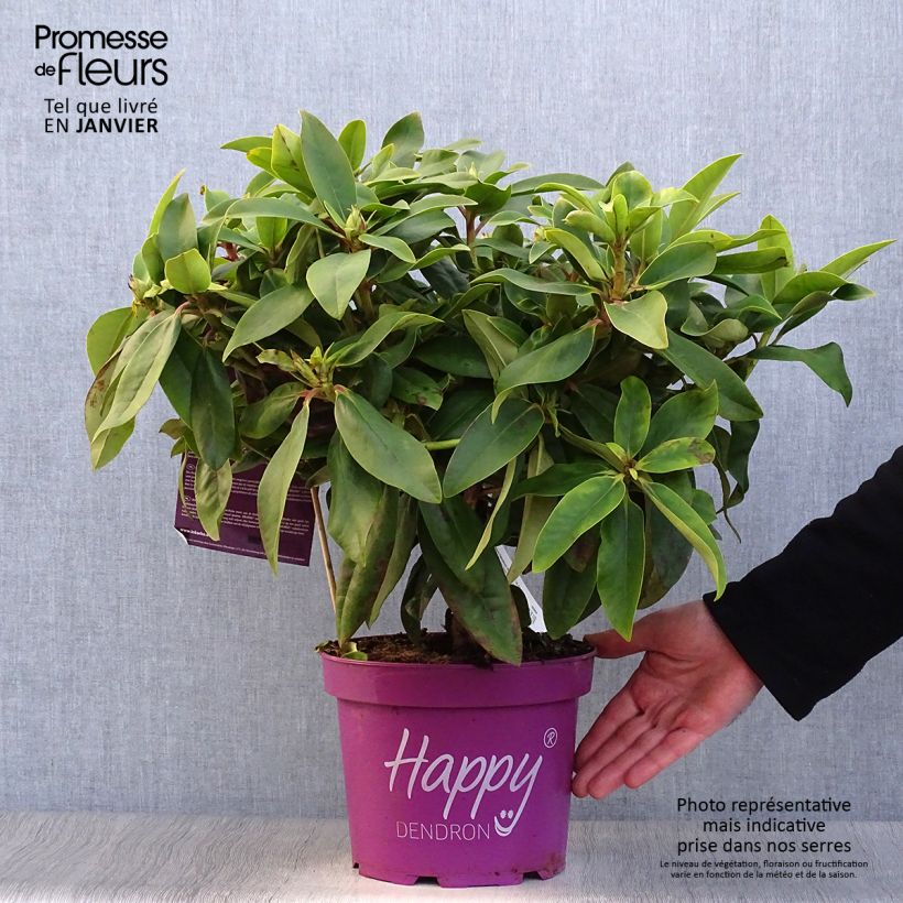 Rhododendron INKARHO Happydendron Pushy Purple Vaso da 4L/5L esemplare consegnato in inverno