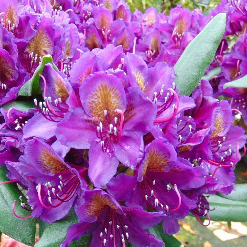 Rhododendron INKARHO Marcel Ménard (Fioritura)
