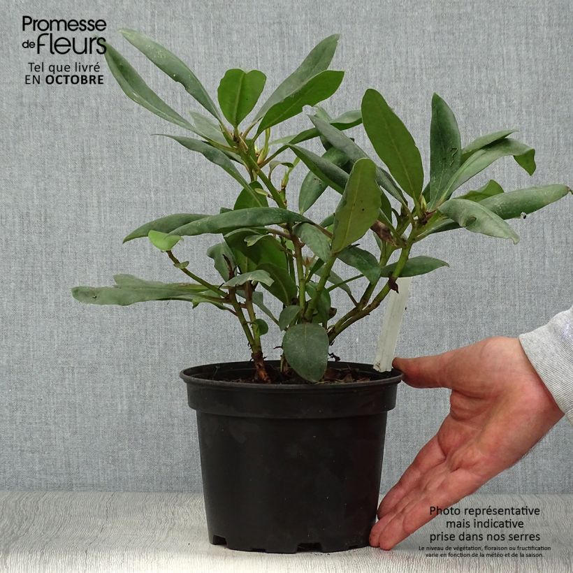 Esemplare di Rhododendron INKARHO Marcel Ménard Vaso da 4L/5L come consegnato in autunno