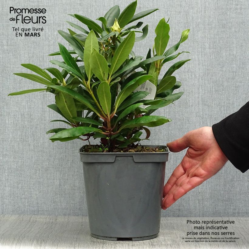Rhododendron INKARHO Marcel Ménard Vaso da 4L/5L esemplare consegnato in primavera