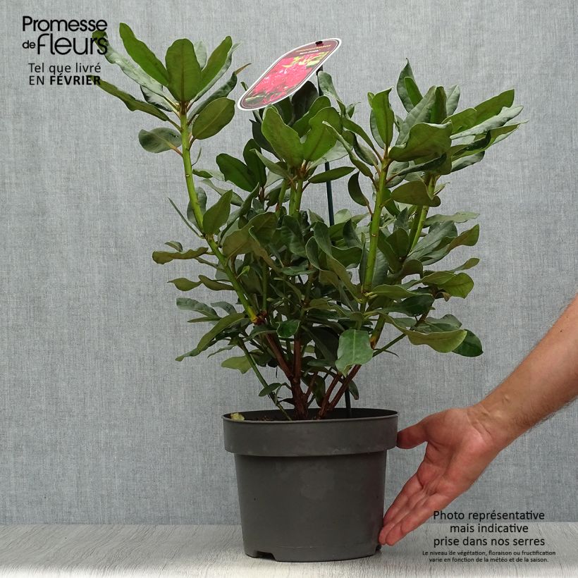 Esemplare di Rhododendron INKARHO Nova Zembla Vaso da 4L/5L come consegnato in autunno