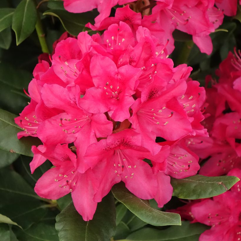 Rhododendron INKARHO Nova Zembla (Fioritura)