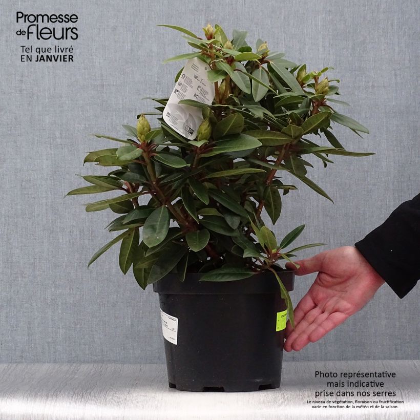 Rhododendron Kokardia Vaso da 2L/3L esemplare consegnato in inverno