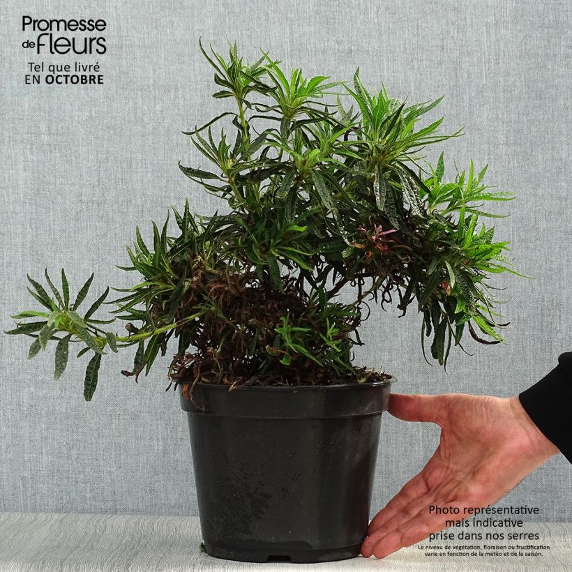 Esemplare di Rhododendron macrosepalum Linearifolium Vaso da 4L/5L come consegnato in autunno