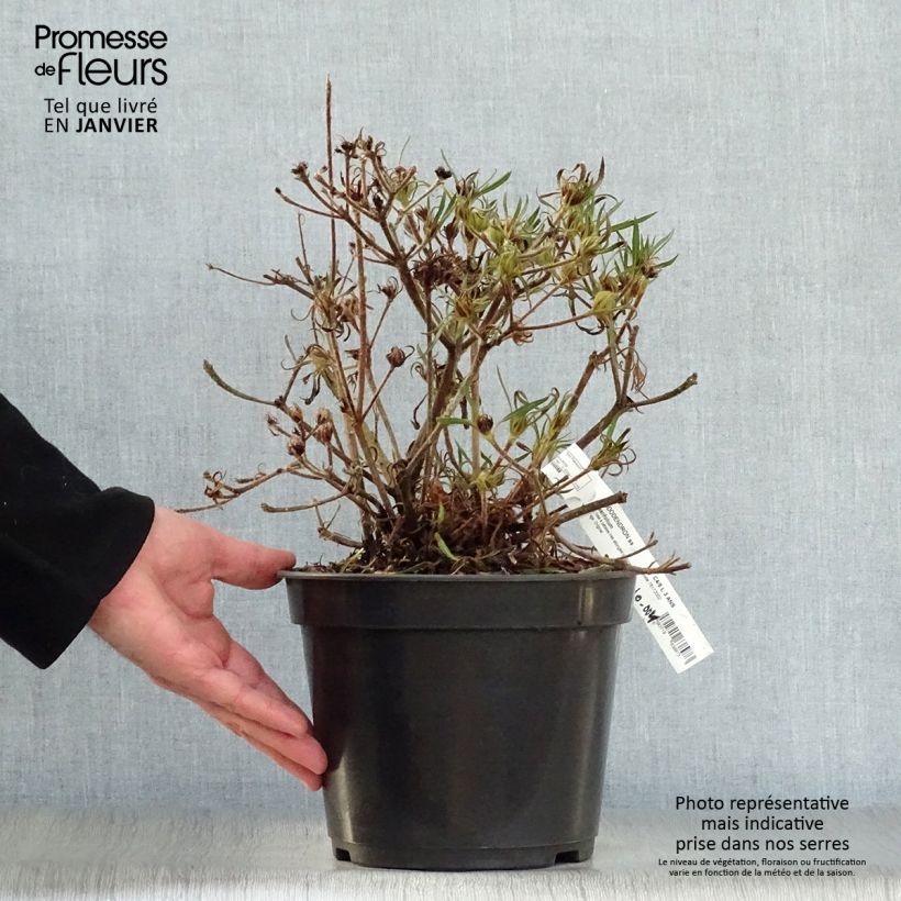 Rhododendron macrosepalum Linearifolium Vaso da 4L/5L esemplare consegnato in inverno