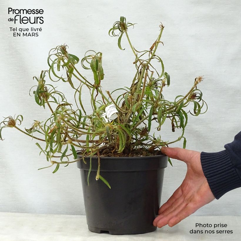 Rhododendron macrosepalum Linearifolium Vaso da 4L/5L esemplare consegnato in primavera