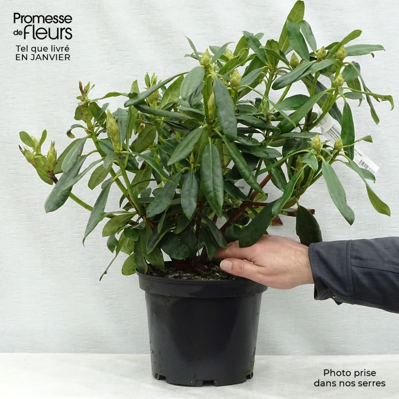 Rhododendron Madame Masson Vaso da 4L/5L esemplare consegnato in inverno
