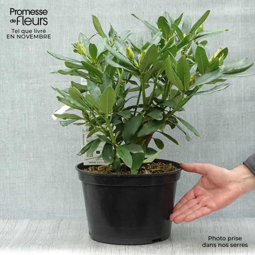 Esemplare di Rhododendron Madame Masson Vaso da 4L/5L come consegnato in autunno