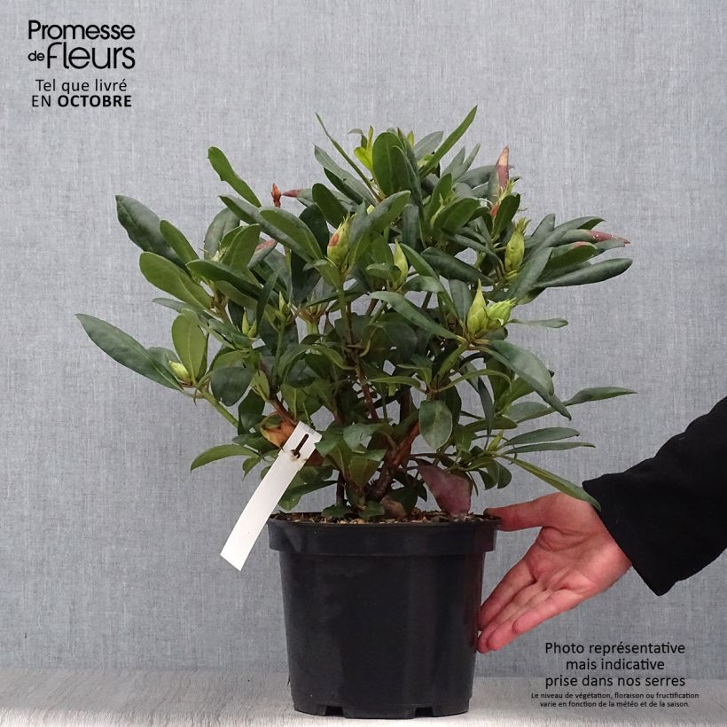 Esemplare di Rhododendron Marcel Ménard Vaso da 3L/4L come consegnato in autunno