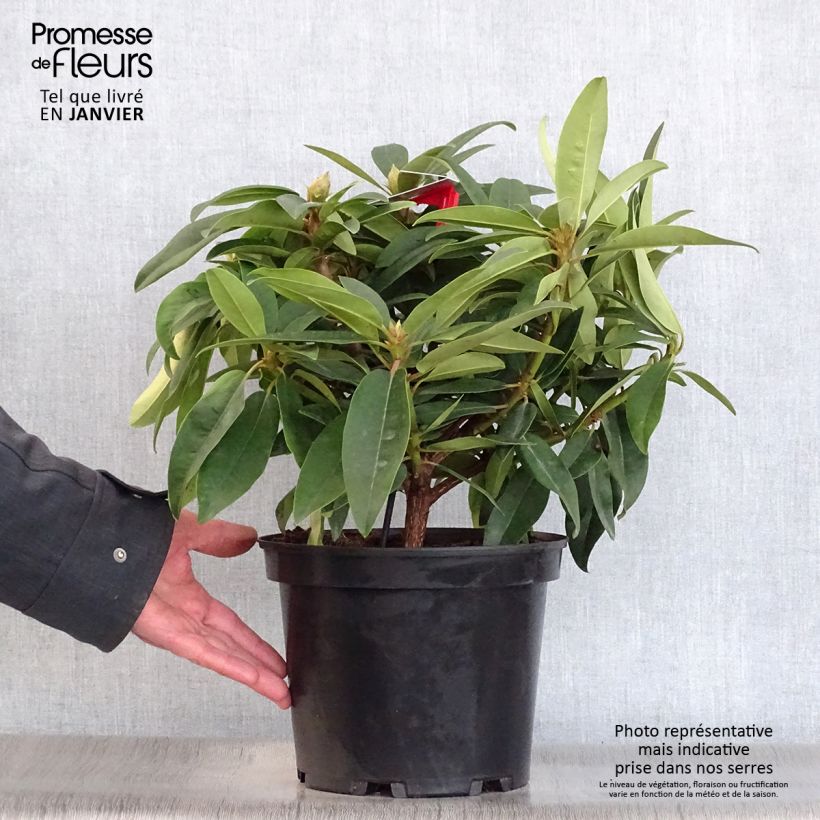 Rhododendron Marie Forte Vaso da 4L/5L esemplare consegnato in inverno