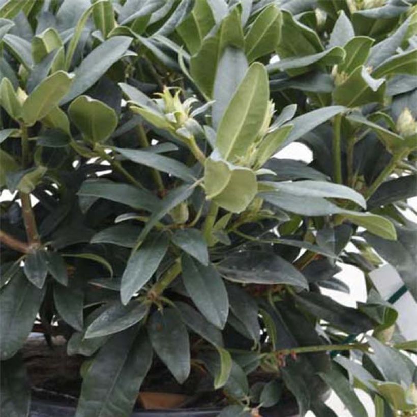 Rhododendron Marie Forte (Fogliame)