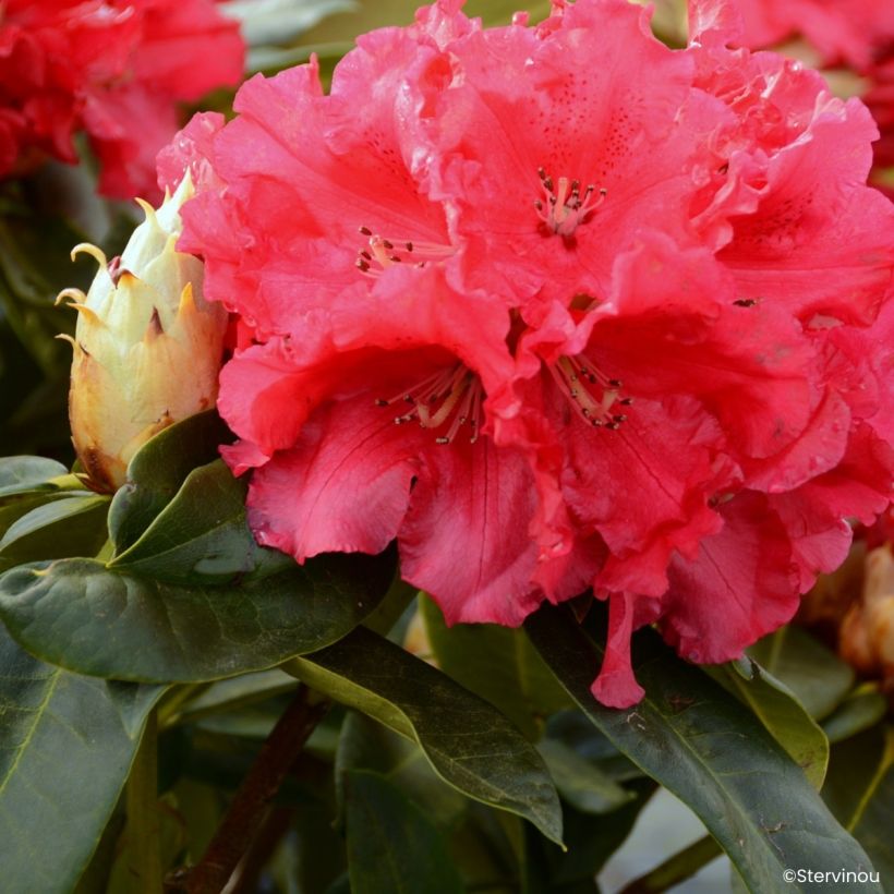 Rhododendron Markeeta's Prize (Fioritura)