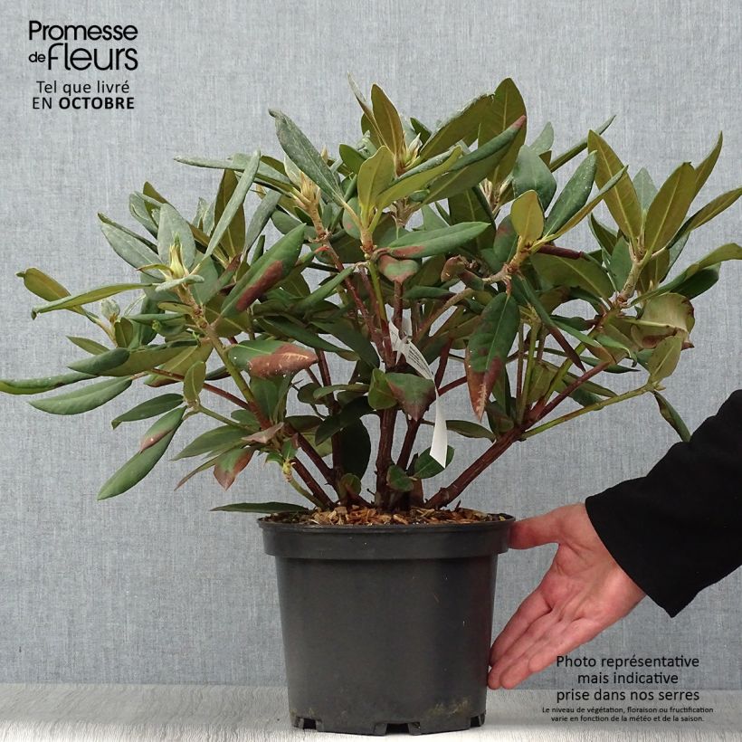 Esemplare di Rhododendron Melville Vaso da 3L/4L come consegnato in autunno