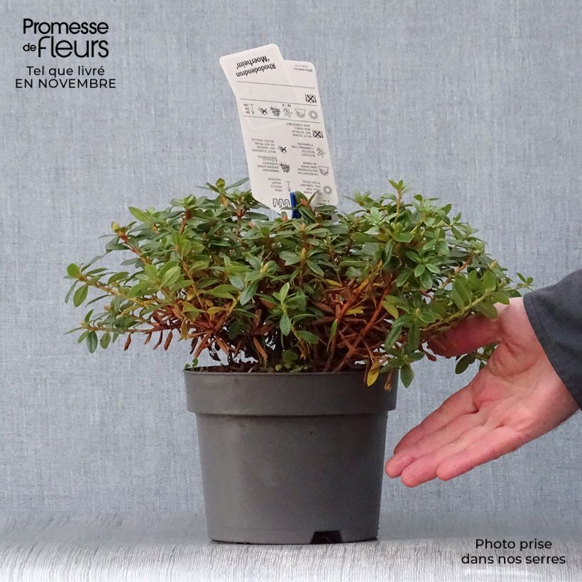 Esemplare di Rhododendron impeditum Moerheim Vaso da 2L/3L come consegnato in autunno