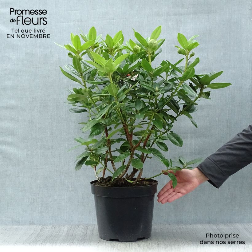 Esemplare di Rhododendron Mrs T.h.lowinsky Vaso da 7,5L/10L come consegnato in autunno