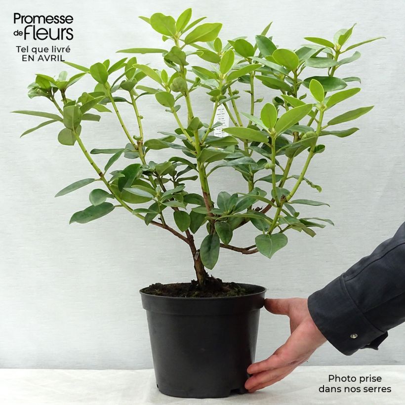 Rhododendron Mrs T.h.lowinsky Vaso da 4L/5L esemplare consegnato in primavera