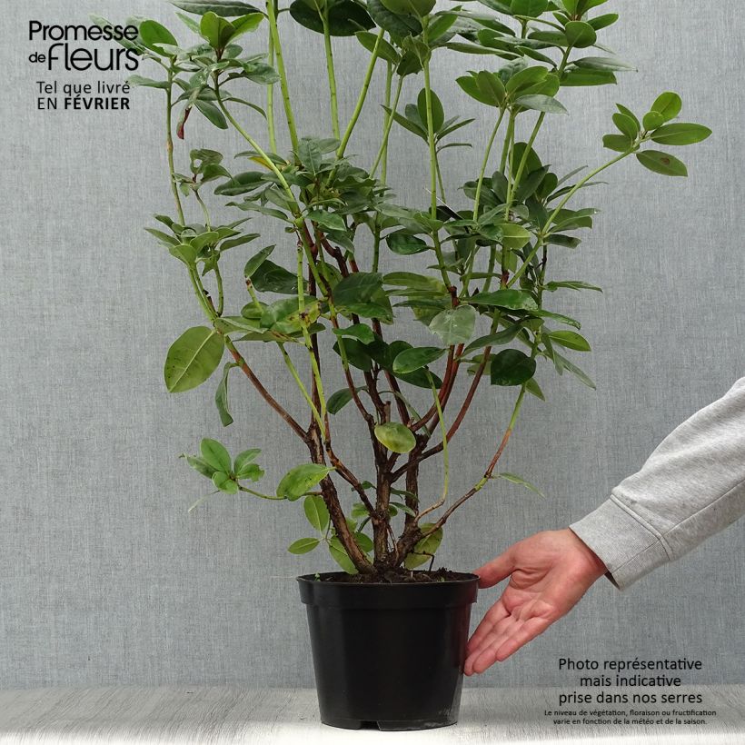 Esemplare di Rhododendron Mrs T.h.lowinsky Vaso da 4L/5L come consegnato in autunno