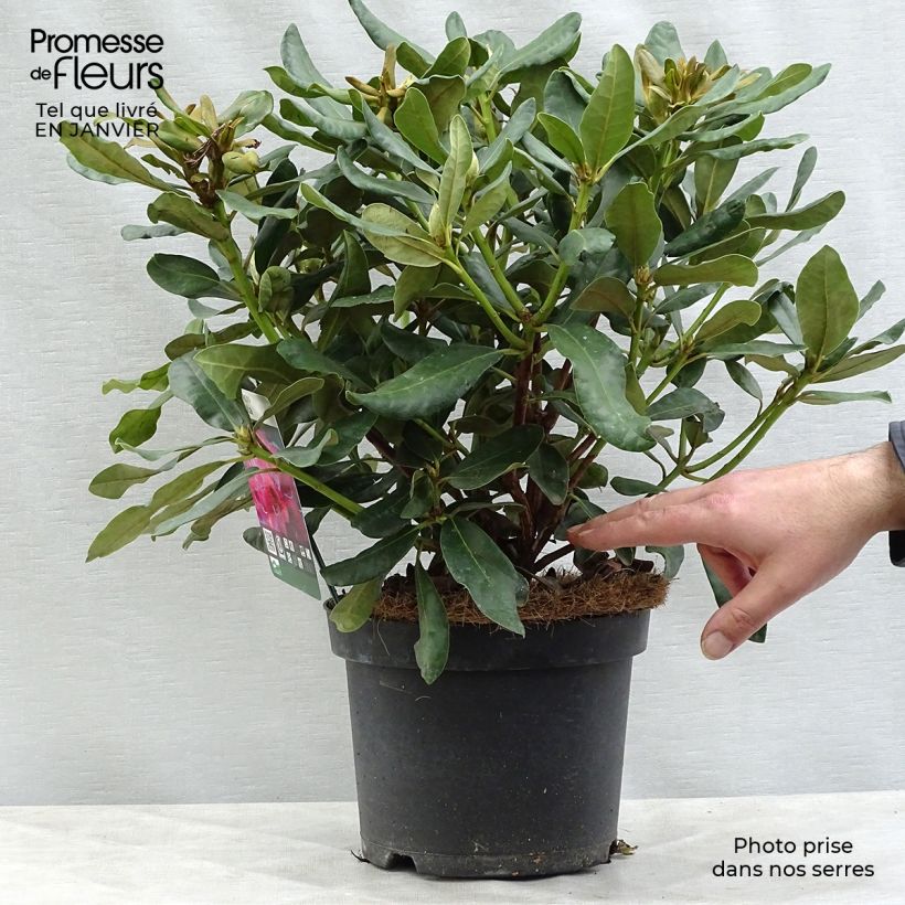 Rhododendron Nova Zembla Vaso da 4L/5L esemplare consegnato in inverno