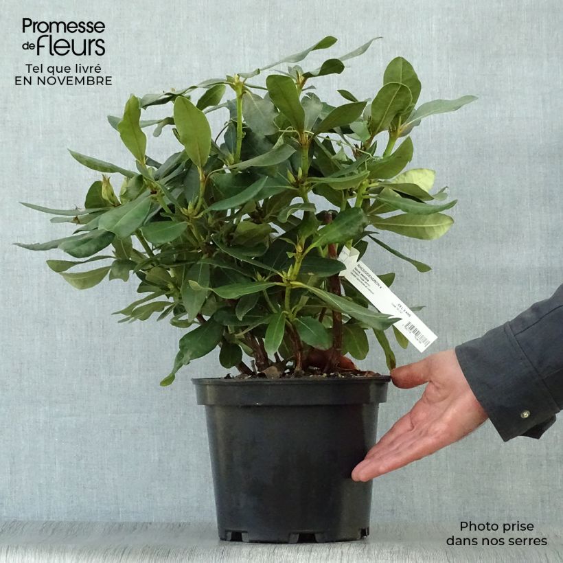 Esemplare di Rhododendron Nova Zembla Vaso da 4L/5L come consegnato in autunno