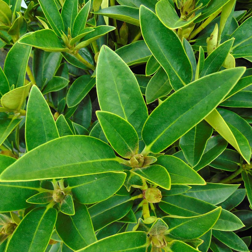 Rhododendron Olga (Fogliame)