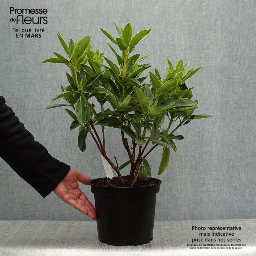 Rhododendron Olga Vaso da 4L/5L esemplare consegnato in primavera