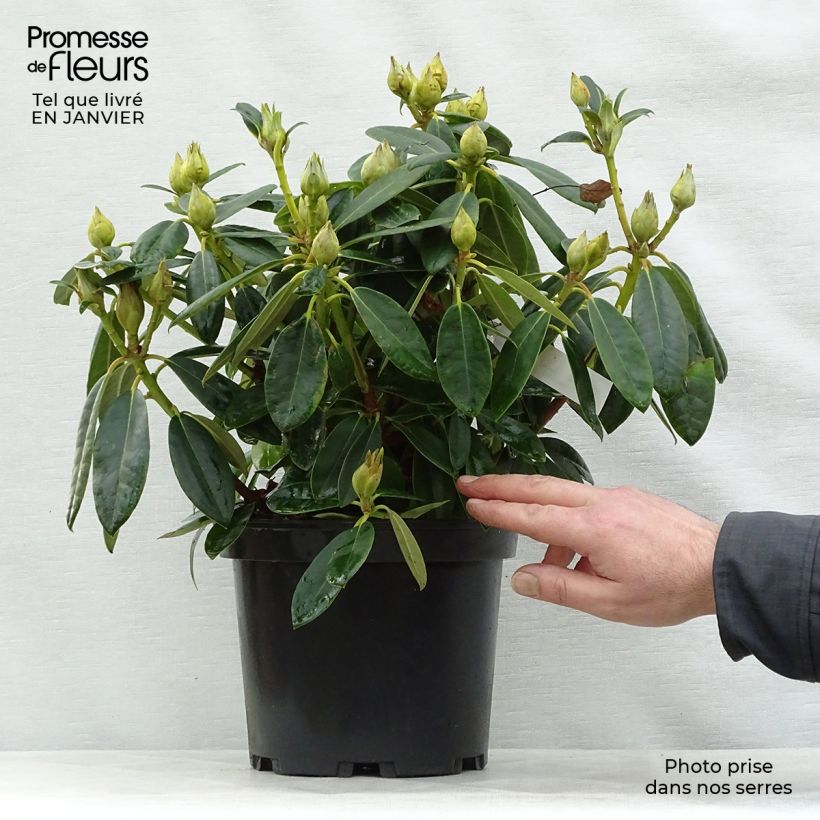 Rhododendron yakushimanum Percy Wiseman Vaso da 3L/4L esemplare consegnato in inverno